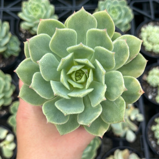 Echeveria Daren Oliver (LG)