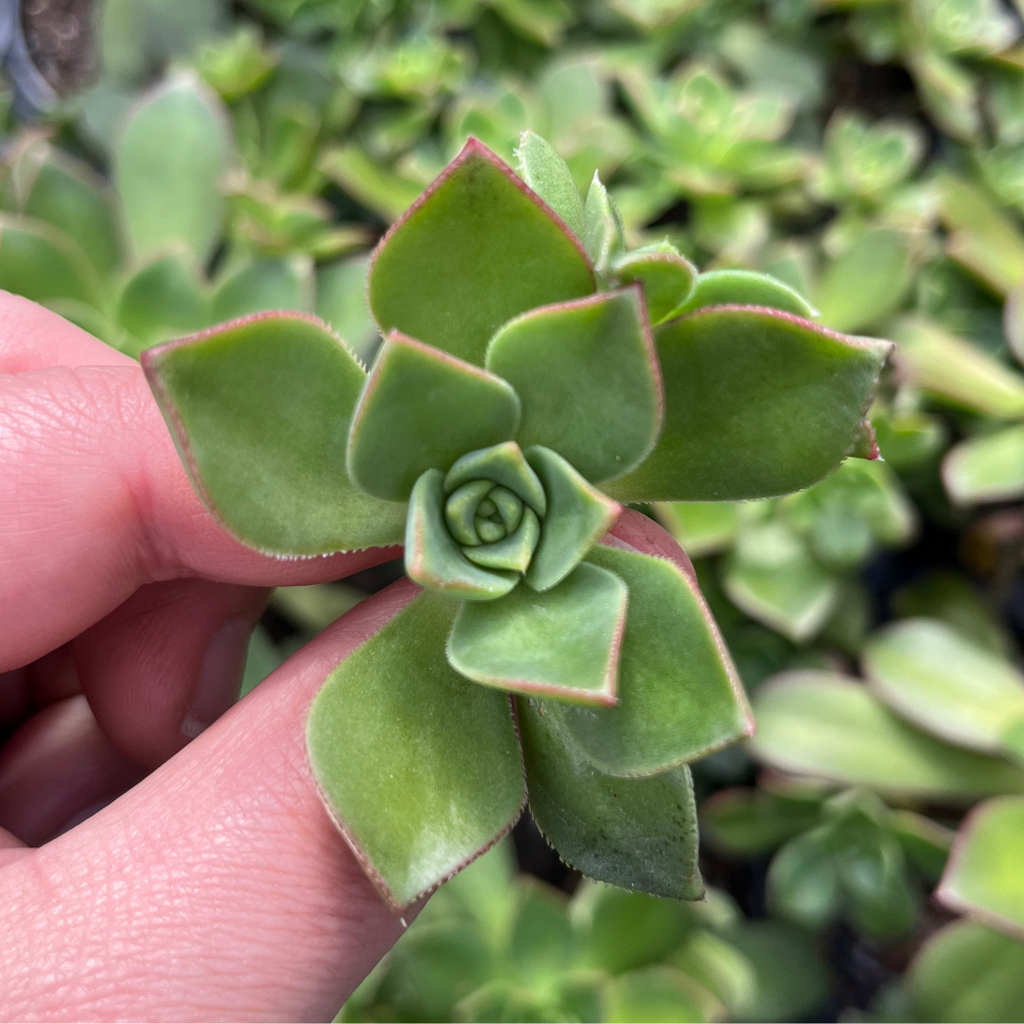 Aeonium Haworthii (Cutting)