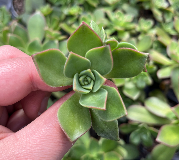 Aeonium Haworthii (Cutting)