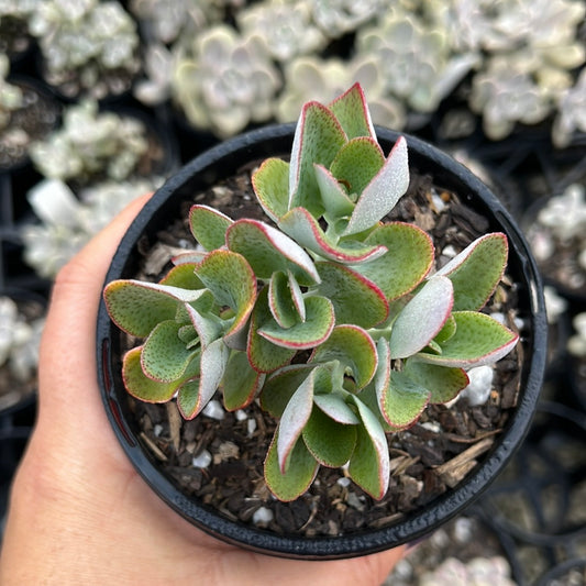 Crassula Cordata (LG)