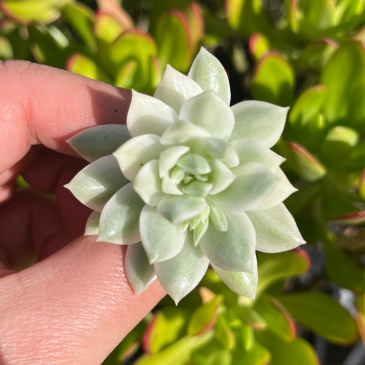 Echeveria Markus Variegata (Cutting)