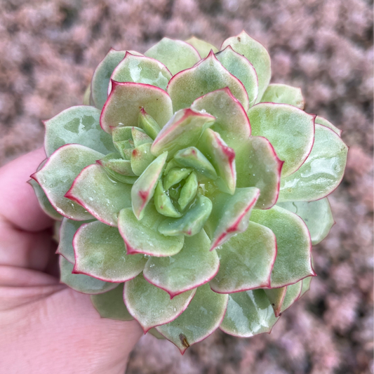 Echeveria Derenbergii (Cutting)