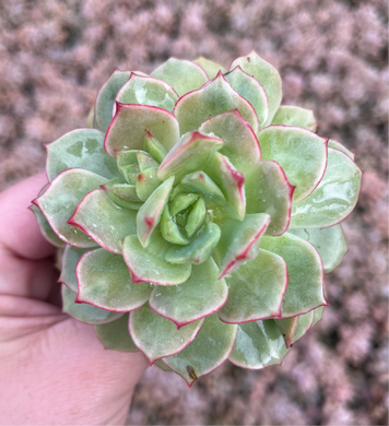 Echeveria Derenbergii (Cutting)