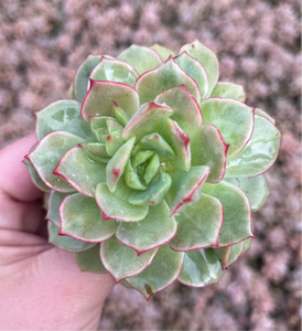 Echeveria Derenbergii (Cutting)