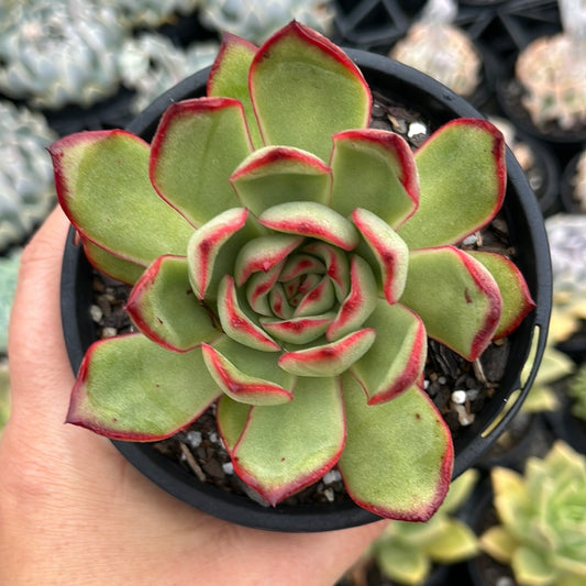 Echeveria Puladonis (LG)