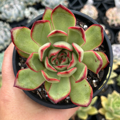 Echeveria Puladonis (Large)