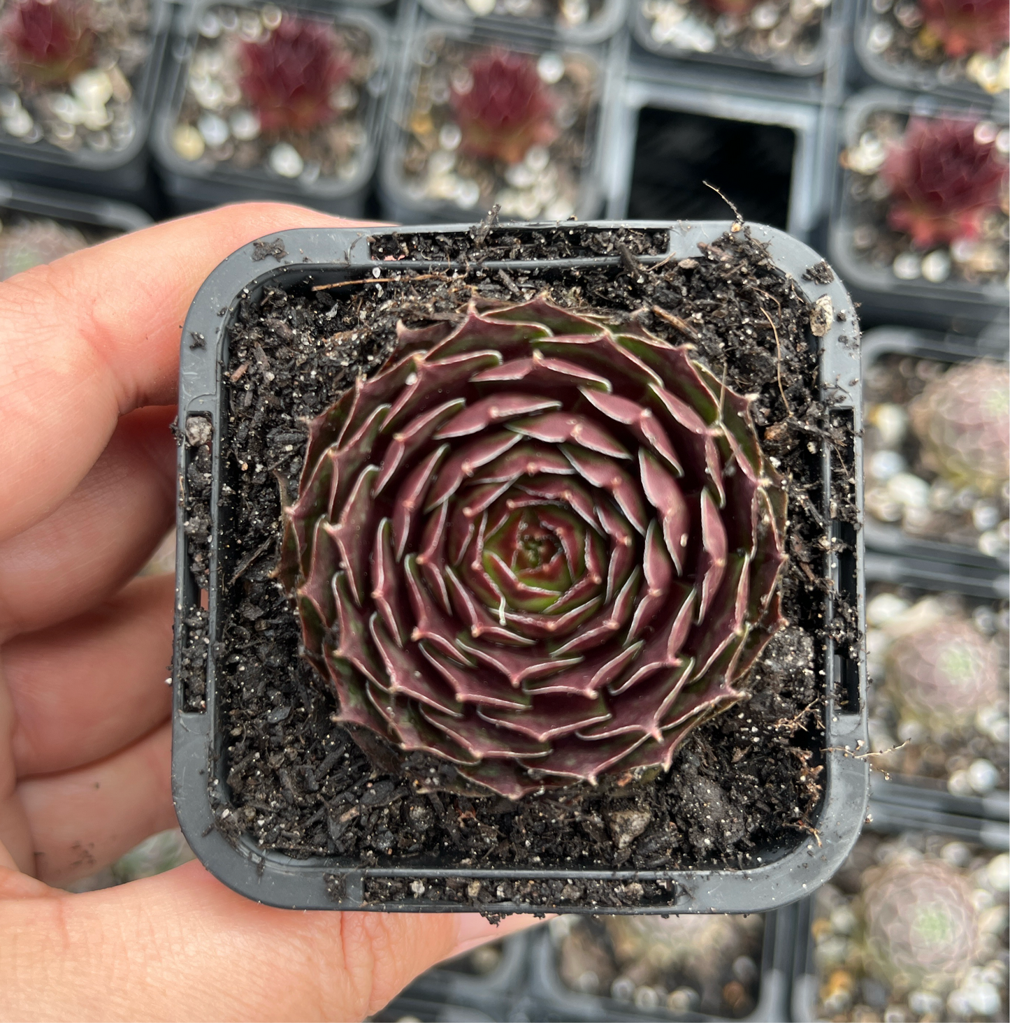 Sempervivum Weightons Red (SQ)