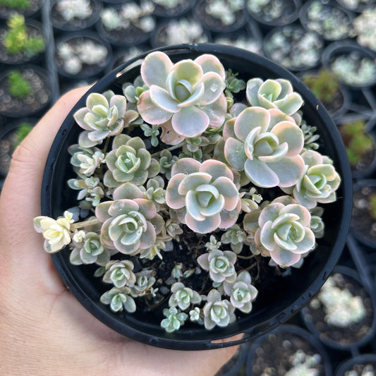 Orostachys Dunce Cap Variegata (LG)