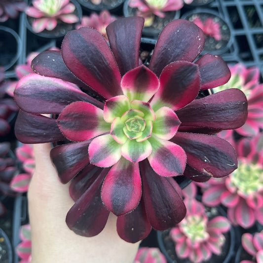 Aeonium Medusa (LG)