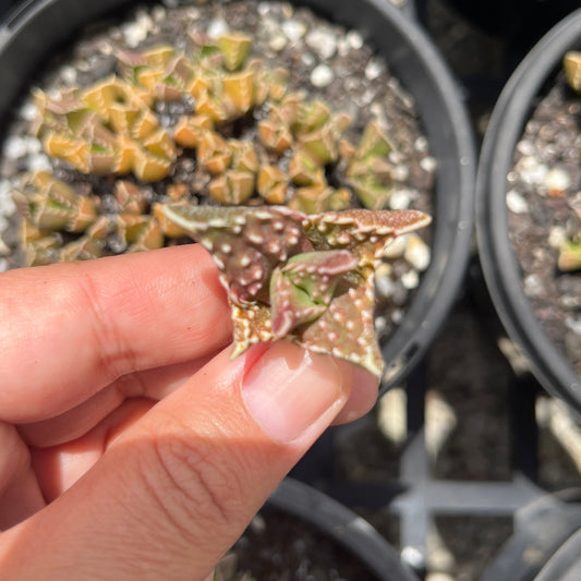 Faucaria Tuberculosa (Cutting)