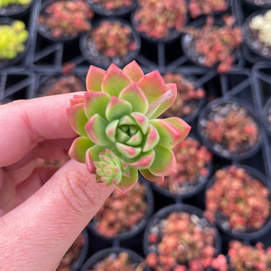 Echeveria Kerry’s Choice (Cutting)