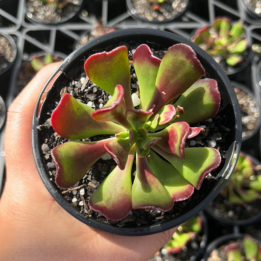 Sedum Dendroideum (LG)