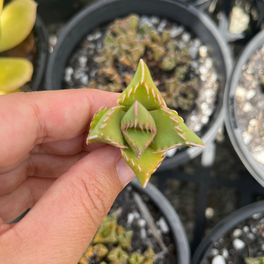 Faucaria Tigerina (Cutting)