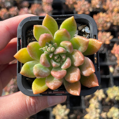 Graptoveria Repeco (SR)