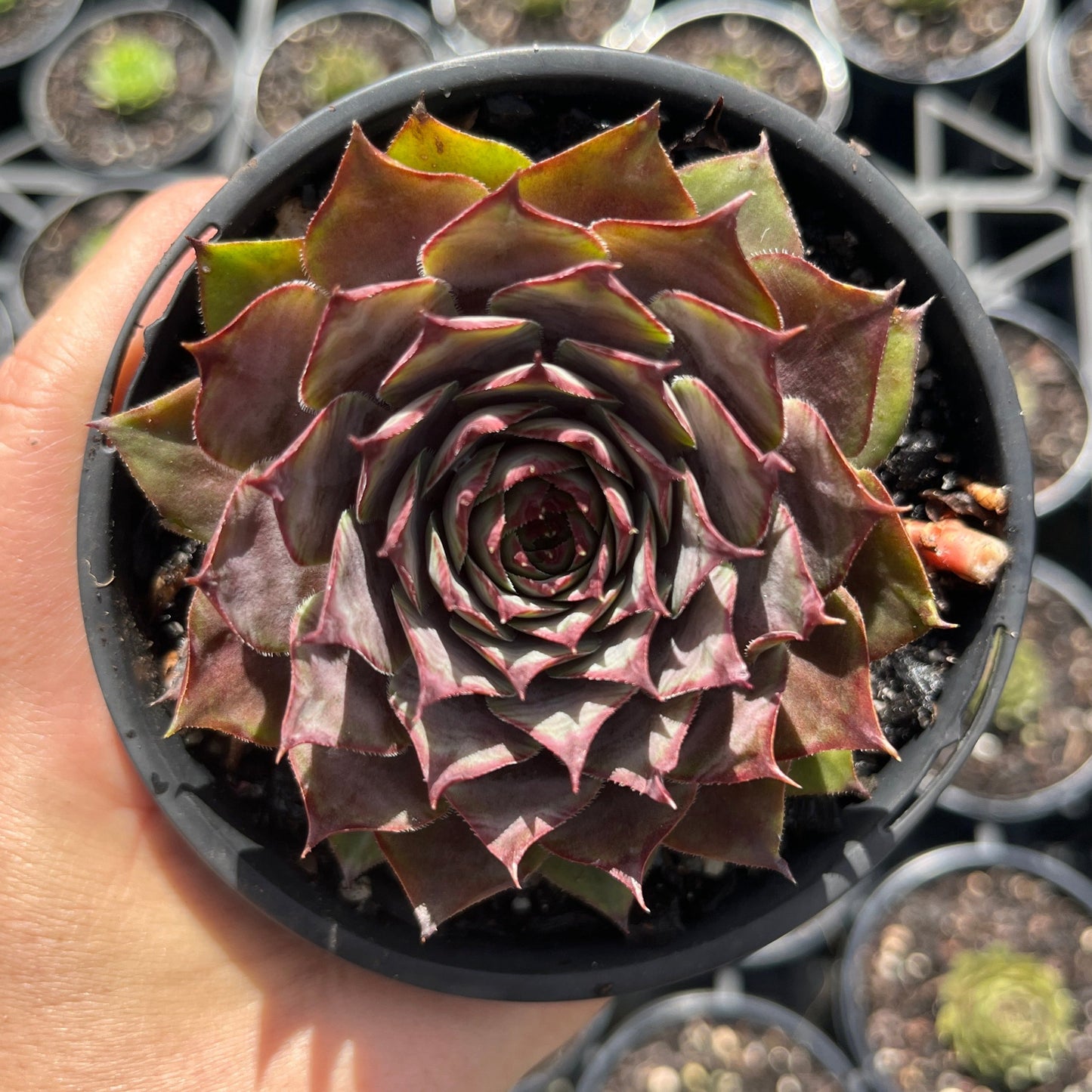 Sempervivum Lavander Doll (LS)