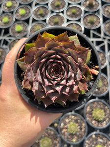 Sempervivum Lavander Doll (LS)