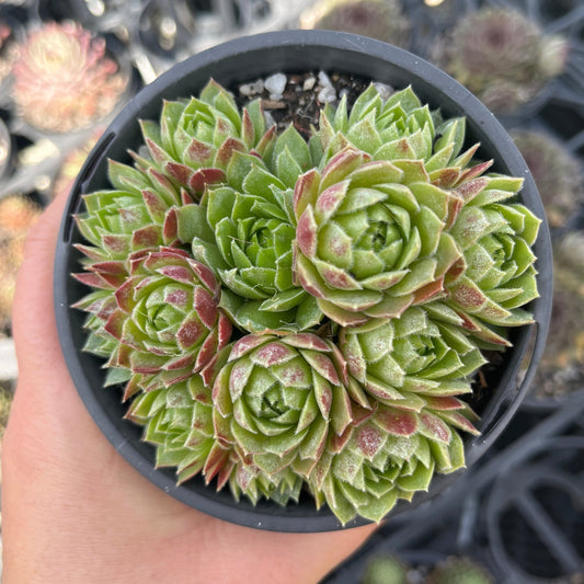 Sempervivum Sirius (LS)