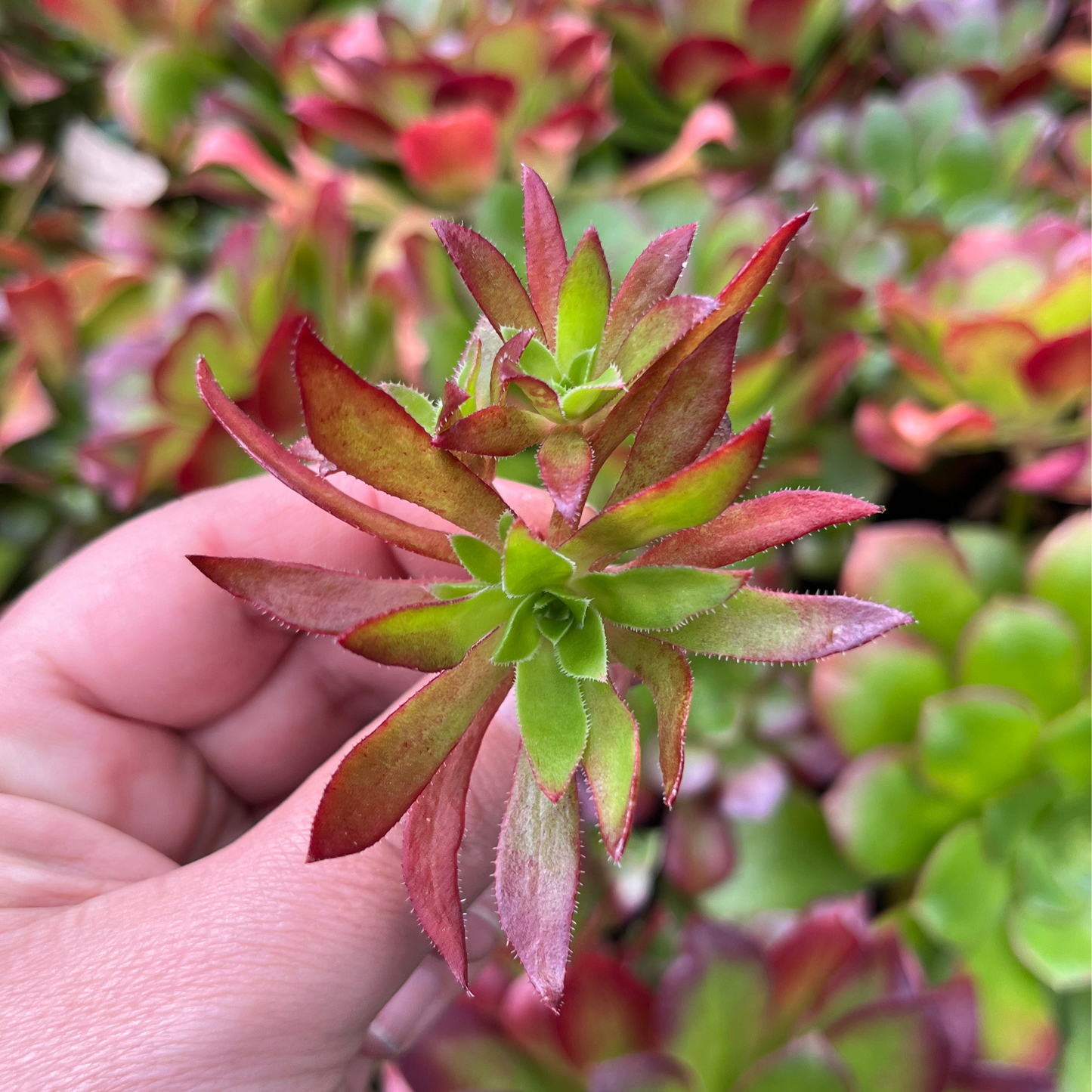 Aeonium Cornish Tribute (Cutting)