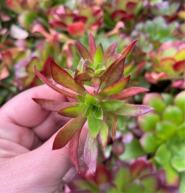 Aeonium Cornish Tribute (Cutting)