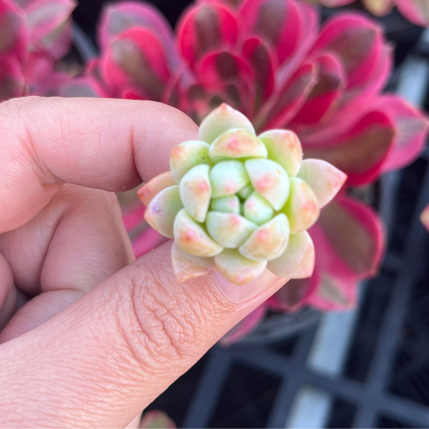 Graptoveria Mendozae x Echeveria Prolifica (Cutting)