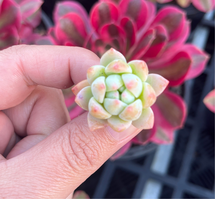 Graptoveria Mendozae x Echeveria Prolifica (Cutting)