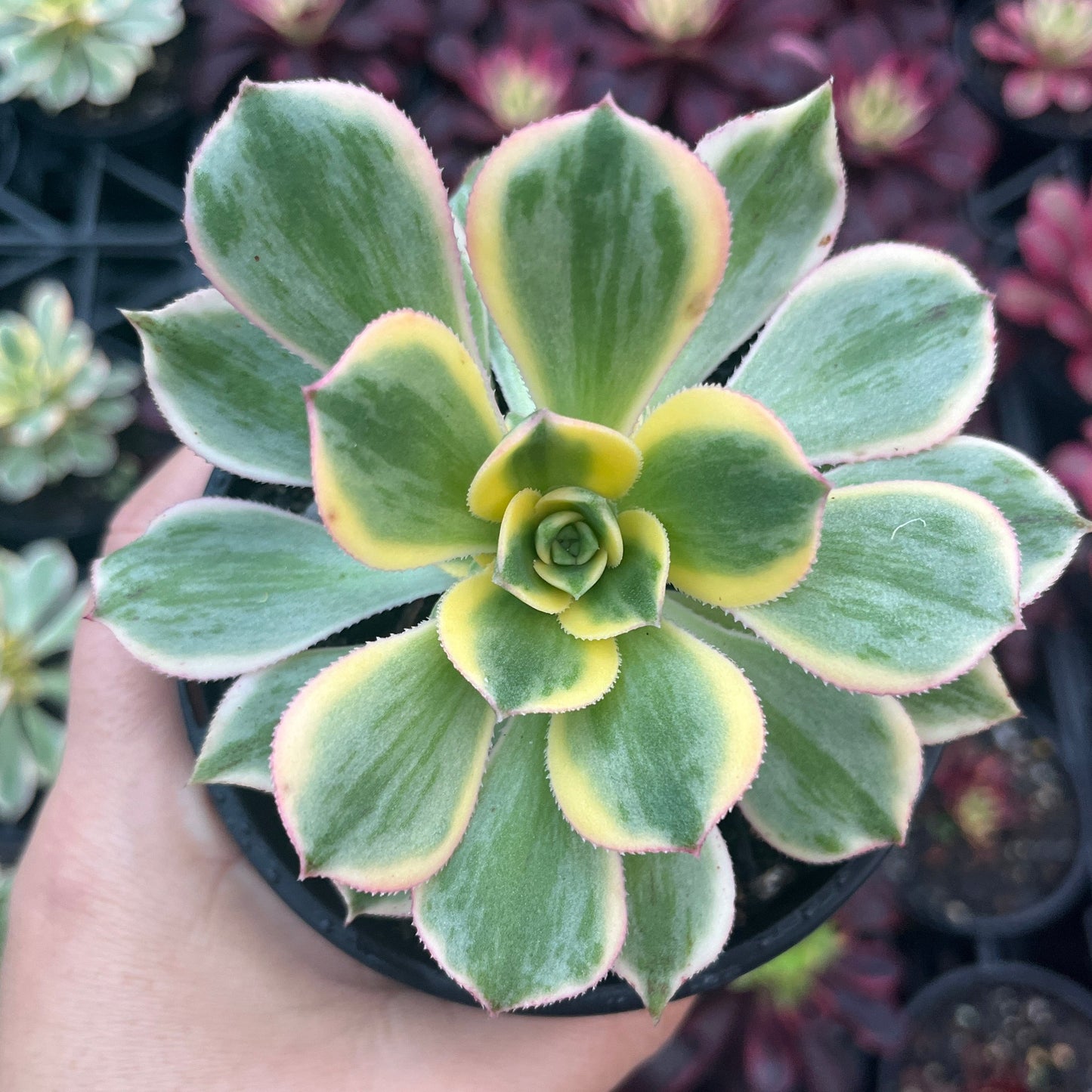 Aeonium Sunburst (LG)