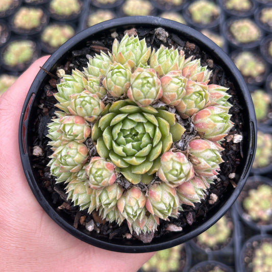 Sempervivum Ruthenicum (LS)