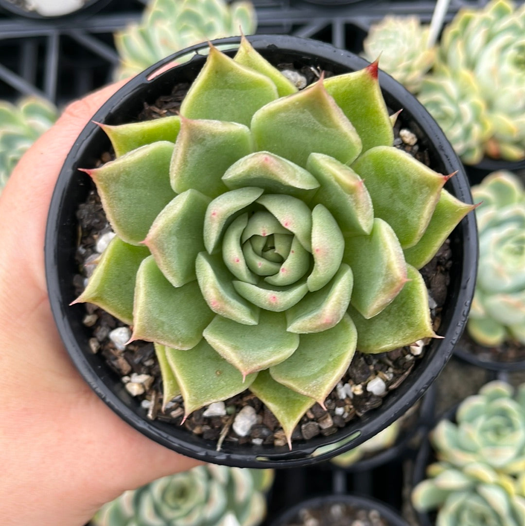 Echeveria Emerald Rose (LG)