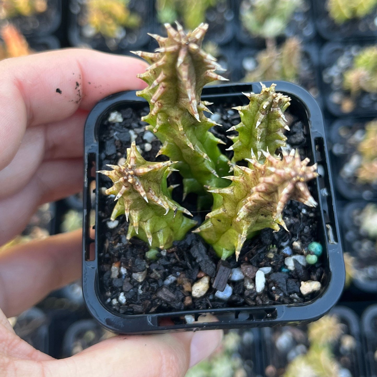 Huernia Hystrix Hybrid (SS)