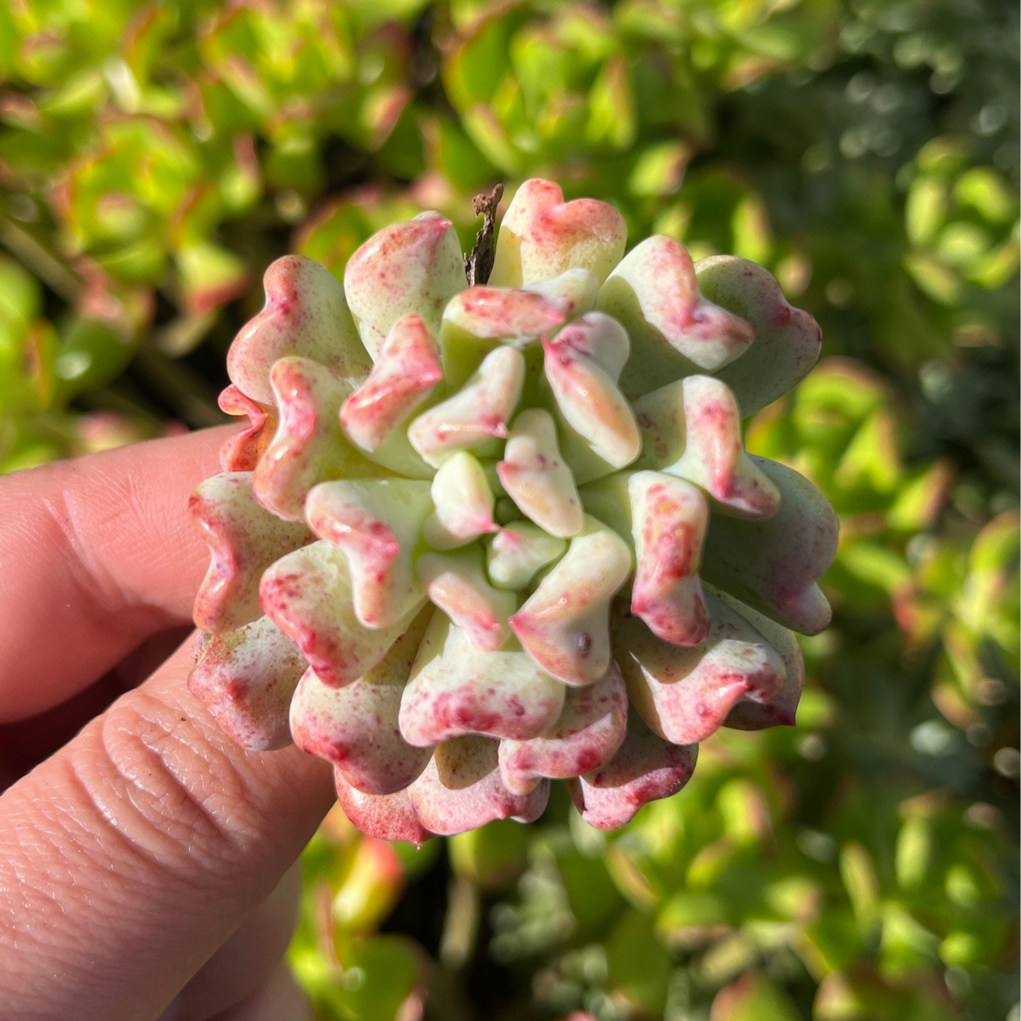 Echeveria Fly to the sky  (Cutting)