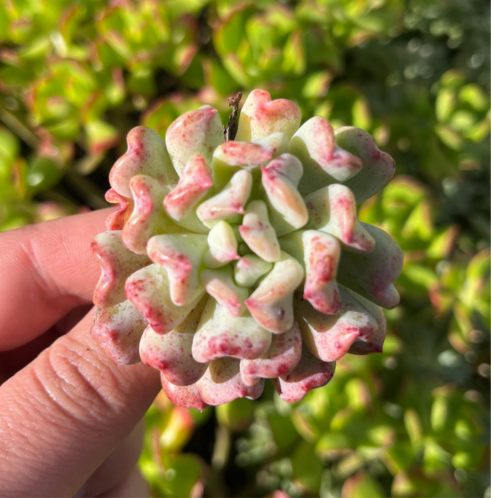 Echeveria Fly to the sky  (Cutting)