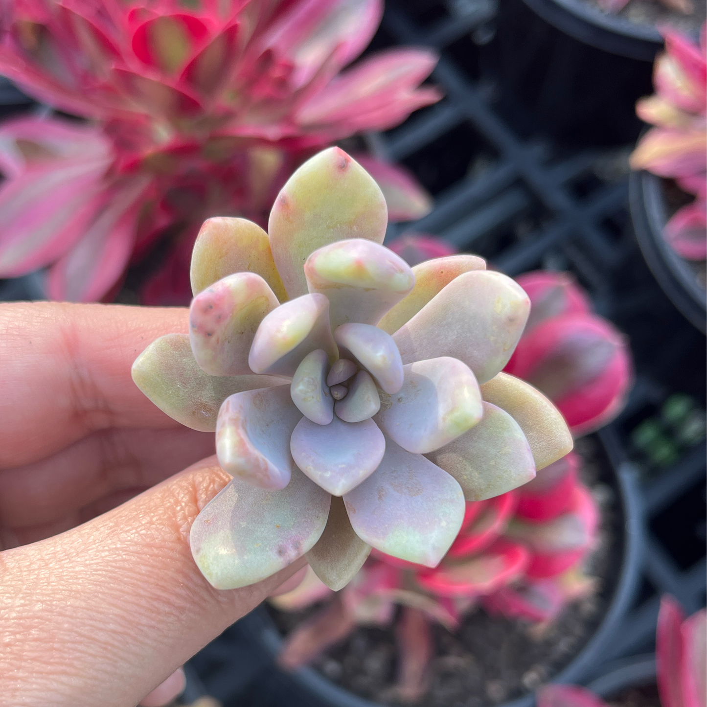 Graptoveria Light & Lovely (Cutting)