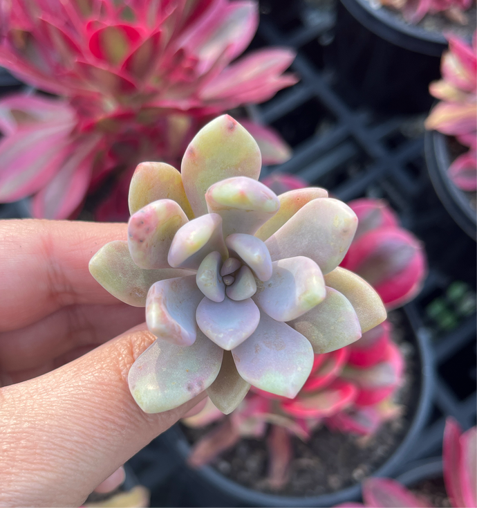 Graptoveria Light & Lovely (Cutting)