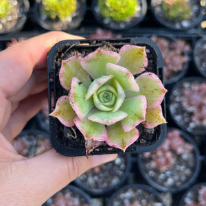 Aeonium Sunburst (SR)