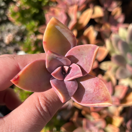 Graptoveria Fred Ives (Cutting)