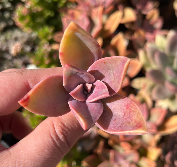 Graptoveria Fred Ives (Cutting)