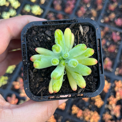 Sedum Blue Jelly Bean (SR)