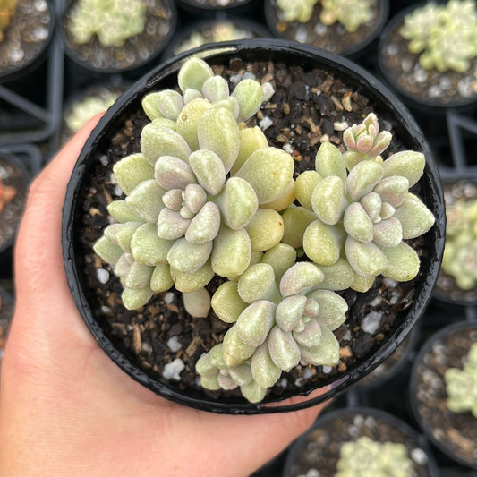 Graptopetalum Mendozae (LG)