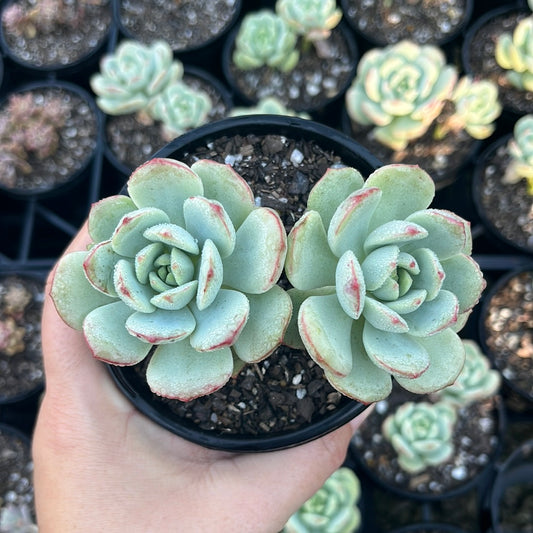 Graptoveria Pudget (LG)