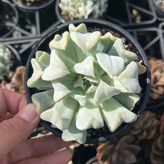 Echeveria Topsy Turvy (LG)