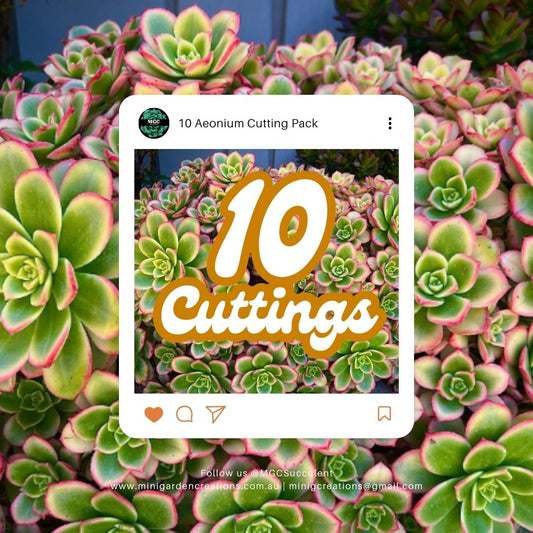 10 Aeonium Cutting Pack