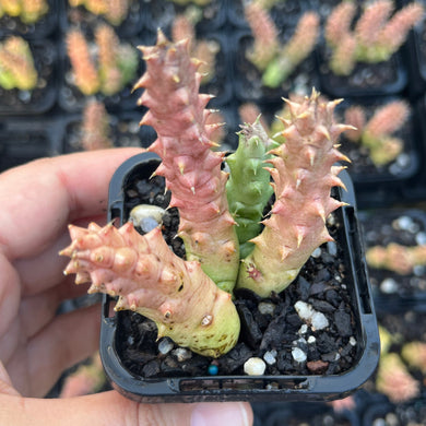 Huernia Schneideriana (SR)