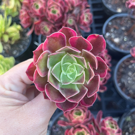 Aeonium Canary (Cutting)