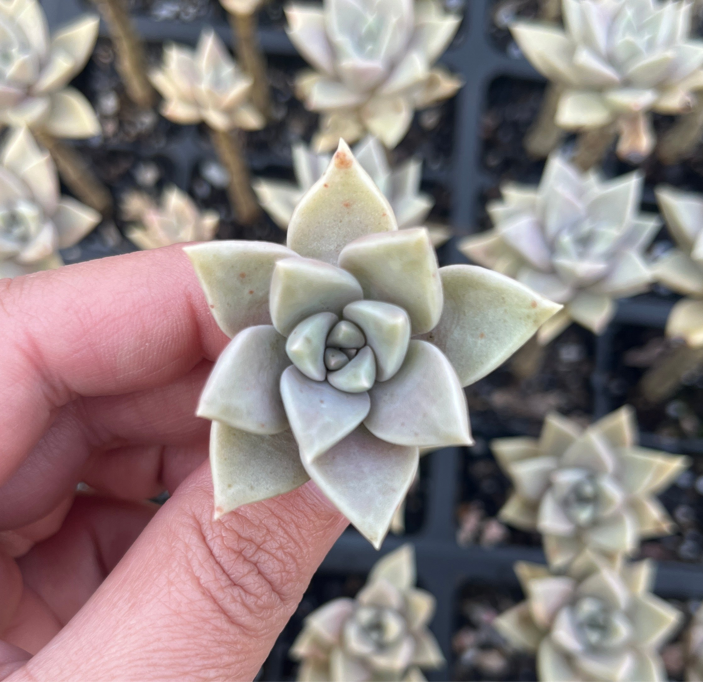 Graptoveria Luna (Cutting)