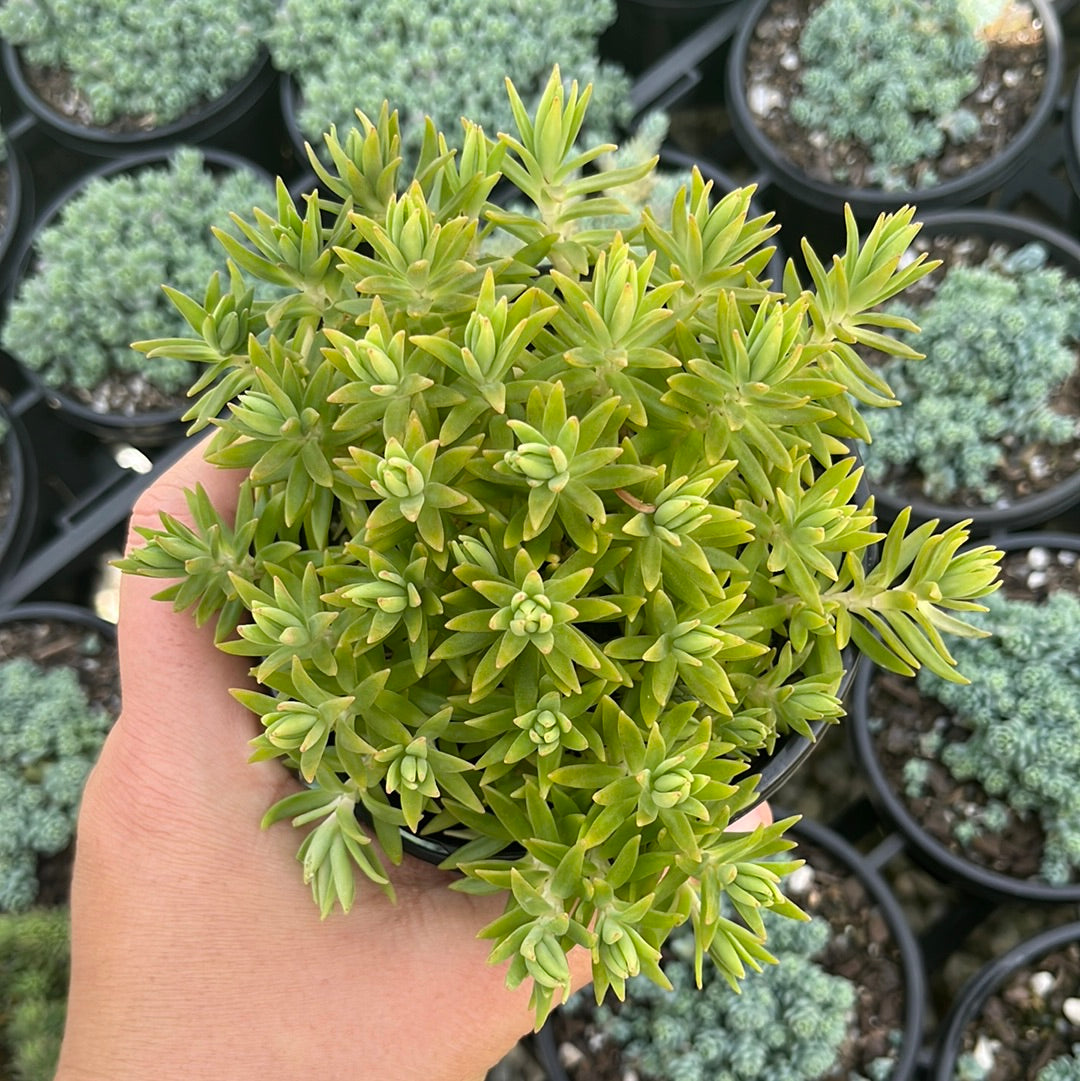 Sedum Sunset Dream (LG)