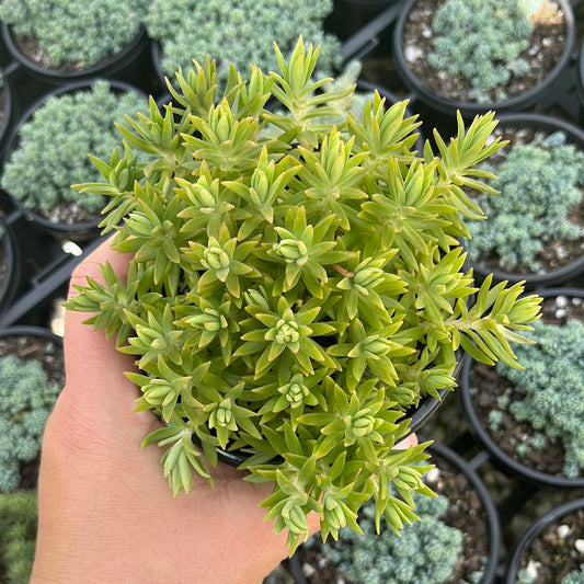 Sedum Sunset Dream (LG)