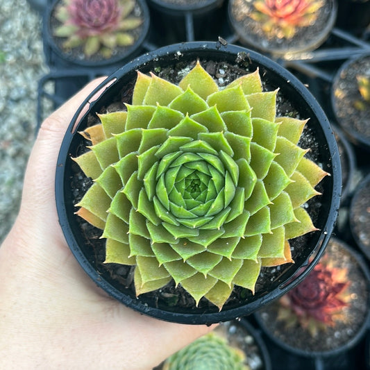 Sempervivum Bernstein (LS)