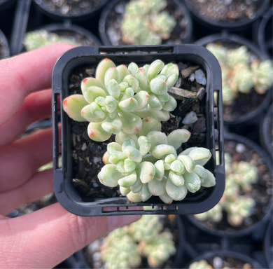 Sedum Sedona Variegata (SR)