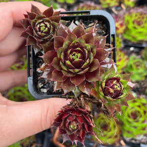 Sempervivum Cranberry Cocktail Cluster (SQ)