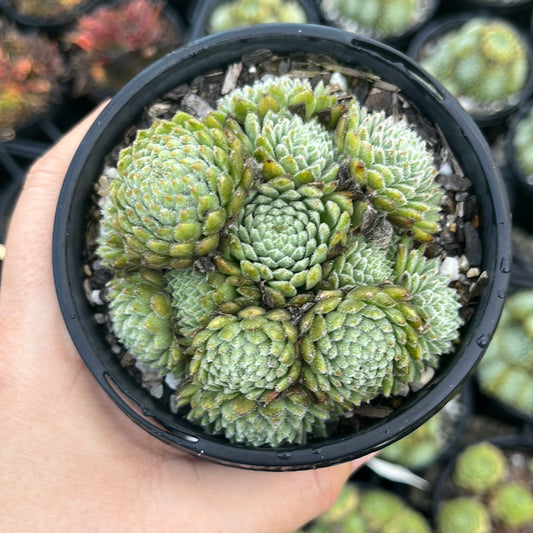 Sempervivum Hairy Balls cluster (LS)